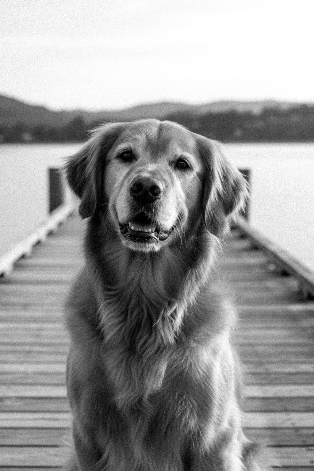 Daisy
